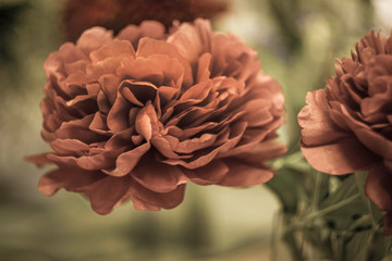 peony close - up in vintage style
