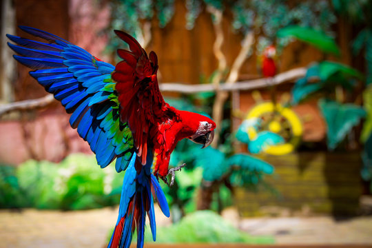 guacamayo  pappagallo