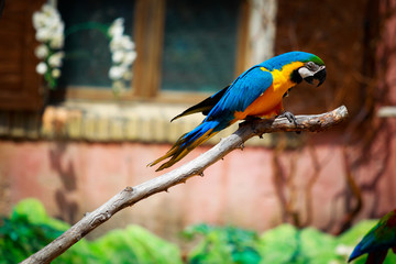 guacamayo  pappagallo