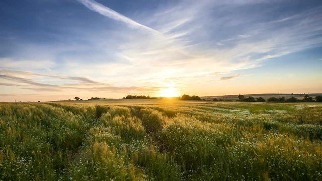 Lovely Sunset Video Time Lapse of a Green Wheat Field and White Daisies