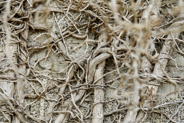 branches of plant