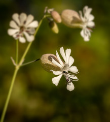 Black Bug on a Bladder Campion Flower