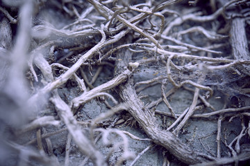 branches of plant