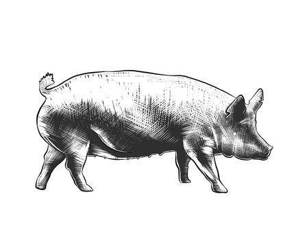 Vector engraved style illustration for posters, decoration and print. Hand drawn sketch of pig in monochrome isolated on white background. Detailed vintage woodcut style drawing.
