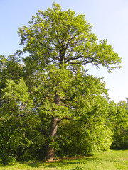 old big oak tree in the background of the forest.