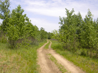 Fototapeta na wymiar road in a young forest.