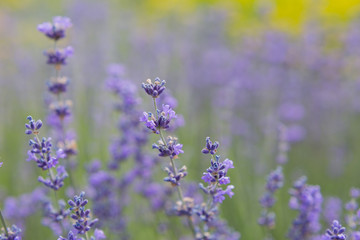 lavender. flowering lavender. background texture lavender flowers. bee on lavender flowers