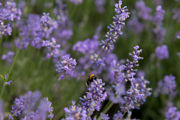 lavender. flowering lavender. background texture lavender flowers. bee on lavender flowers