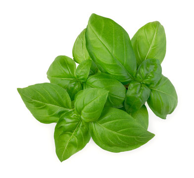 Fresh green leaves of basil isolated on white background top view.