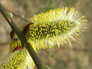 buds of a willow tree in early spring. © Tatiana