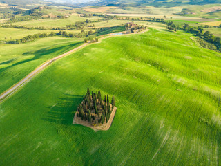 Group of italian cypresses near San Quirico d´Orcia - called Cipressi di San Quirico d'Orcia -...