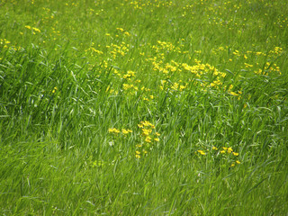 spring field flowers