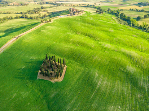 Group of italian cypresses near San Quirico d´Orcia - called Cipressi di San Quirico d'Orcia - aerial view - Val d’Orcia, Tuscany, Italy