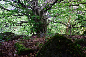 Naklejka premium alte Hainbuche