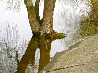 shore and tree in the water. Spring Flood