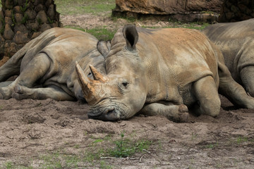 laying rhino © jessica