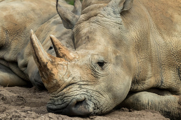 Fototapeta premium Close up rhino