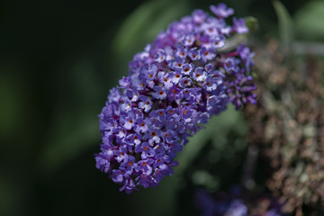 Buddleia de david