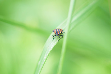 Colorful insect sitting on a blade of grass