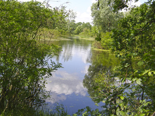 beautiful forest lake