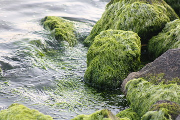 Ufer mit Stein