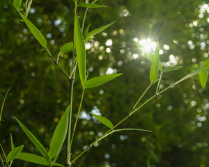 Bamboo Leaf