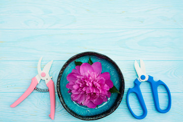 Fresh magenta peony flower with garden shears and pruner on blue background. Flat lay.