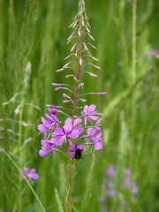 Blooming Sally. flowering plants.