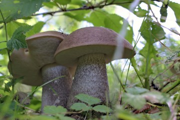 Nature,environment,parks and forest concept: first summer forest mushrooms birch bolete in a natural environment.