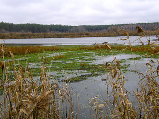 wetland lake in the forest.