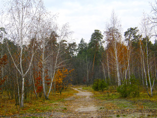 beautiful autumn forest.