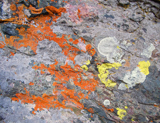 Lichen encrusted Crestone conglomerate stone in the Sangre De Cristo Mnts of Southern Colorado.