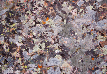 Lichen encrusted Crestone conglomerate stone in the Sangre De Cristo Mnts of Southern Colorado.