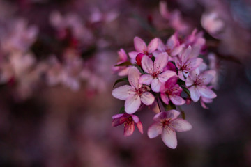 Obraz premium Spring Bloom