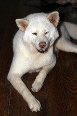 Obraz premium hien Akita inu
