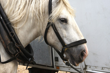 cheval