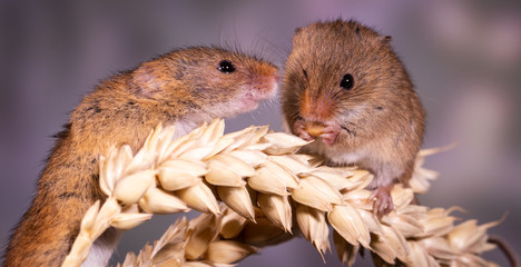Harvest mice eating wheat, not sharing