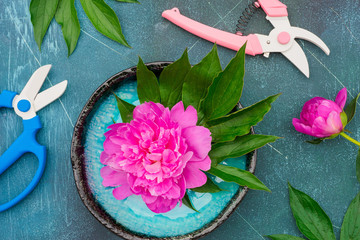 Fresh magenta peony flowers with garden shears and pruner on blue background.