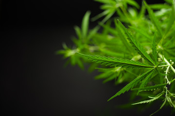 Beautiful hemp leaves on a black background with space for writing