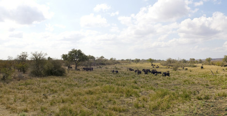 Fototapeta na wymiar African Elephants - Kruger National Park