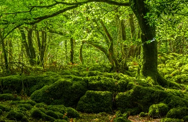 Foto op Canvas Bemoste gronden en prachtige wilde natuur in Killarney National Park © 4kclips