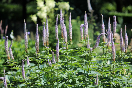 Group of flowering blue Veronicastrum or Culver's root