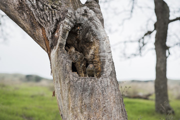 squirrel in tree hollow