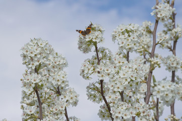 A pretty moth on pear blooms against a pretty white and blue sky background.