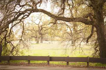 Obraz premium wild oaks