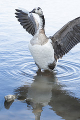 white goose with grey wings