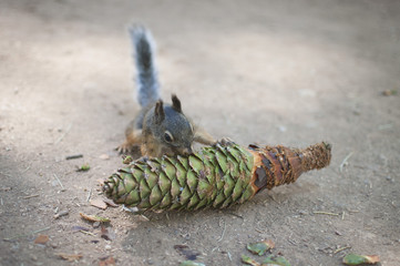 squirrel eating pinecone