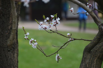 tree spring sakura cherry blossom pink flower japan garden macro
