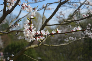 tree spring sakura cherry blossom pink flower japan garden macro