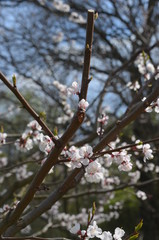 tree spring sakura cherry blossom pink flower japan garden macro